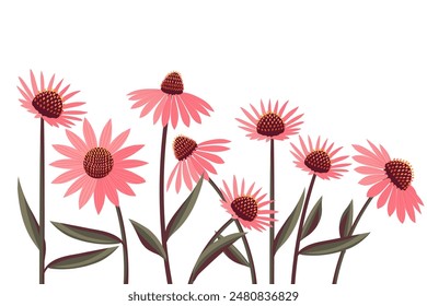 Echinacea flower in a row isolated on white background. Healing plant logo emblem