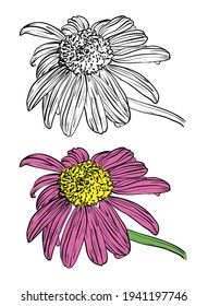 Echinacea flower set. Vector illustration. Sketch