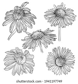 Echinacea-Blumenbesteck. Vektorgrafik. Skizze