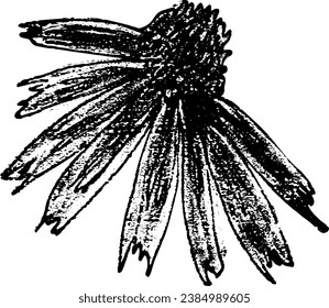 Flor de equinácea. Ilustración de esbozo dibujada a mano por vectores. Estilo de trituración de doodle