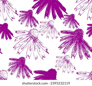 Echinacea-Blume. Vektorhandgezeichnete Skizzengrafik. Schlampenwurzel-Stil
