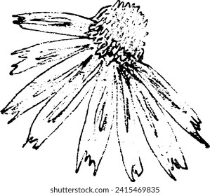 Echinacea flower. Vector hand drawn sketch illustration. Sloppy doodle grunge style