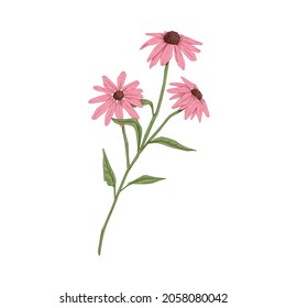 Echinacea flowers. Botanical drawing of purple coneflowers. Wild field floral plant. Medicinal herb with blossomed buds. Drawn realistic vector illustration of wildflower isolated on white background