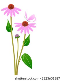 Echinacea flowers with a butterfly on a white background.