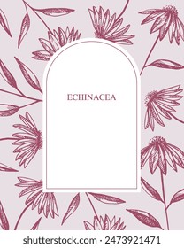 Echinacea flowers hand drawn label background. Vector botanical illustration with medical flower, leaves. Design herbal engraved template for tea, organic cosmetic, aromatherapy for logo, print, card