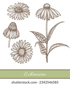 Echinacea con estilo de mano dibujada. Ilustración vectorial de la planta medicinal