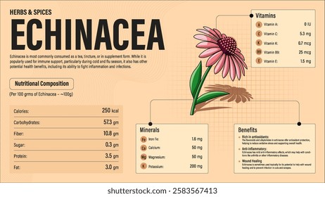 Echinacea Herb Nutrition Facts and Health Benefits–Detailed Vector Infographic for Healthy Eating and Wellness