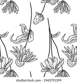 Echinacea herbal pattern, seamless texture, background
