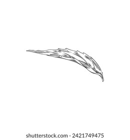 Dibujo grabado a mano con hoja de equinácea. Follaje de hierbas aromáticas de invierno de verano. Ilustración vectorial botánica de tinta de hierba orgánica curativa, elemento de decoración floral aislado