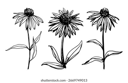 Echinacea medicinal plant sketch vector illustrations isolated on white background for essential oil and herbal tea packaging designs medicine web sites