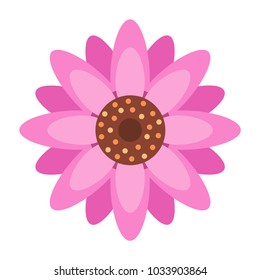 Echinacea on white background