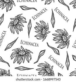 echinacea pattern seamless flower outline black and white stroke isolate wallpaper illustration graphic vector print medicinal plant nature