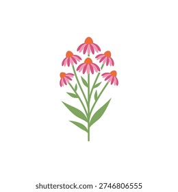 Echinacea Plant with Cluster of Blooms Flat Vector Icon