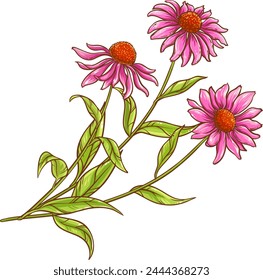 Echinacea Purpurea Colored Detailed Illustration