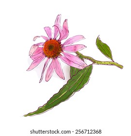 Echinacea purpurea (eastern purple coneflower or purple coneflower). Vector illustration.