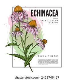 Echinacea purpurea flower hand drawn on floral label design. Beautiful blossom Echinacea, purple daisy flowers on a stem with leaves. Medical healing organic herb vector color botanical illustration