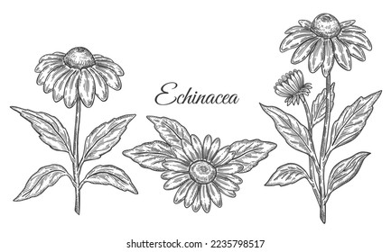 Echinacea purpurea flower medicinal plant with leaves botanical outline sketch set. Purple coneflower medical herb stem hand drawn vintage engraving. Herbal medicine pharmacy product for health vector