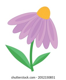 Echinacea purpurea flower with stem and leaf
