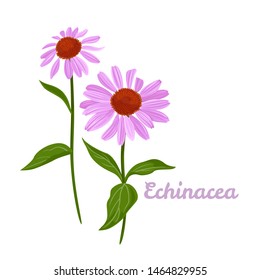 Echinacea purpurea flowers isolated on white background. Vector illustration of a healing plant in cartoon simple flat style.