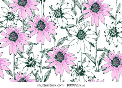 Flores de Echinacea purpurea sin fisuras. Vector dibujado a mano