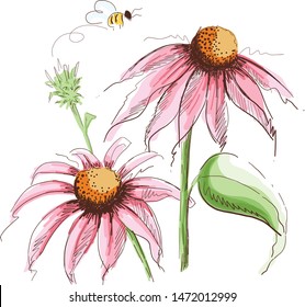 Echinacea Purpurea Flowers Vector Illustration Isolated On White