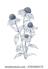Echinacea purpurea Ilustração vetorial desenhada à mão de flores de Echinacea