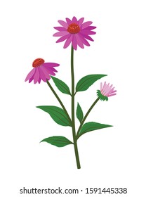 Echinacea purpurea healing flower vector medical illustration isolated on white background in flat design, infographic elements, coneflower healing herb icon.