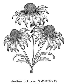 Echinacea purpurea herb outlines. Alpine flowers and leaves. Hand drawn vector sketch illustration