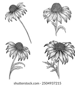 Echinacea purpurea herb outlines. Alpine flowers and leaves. Hand drawn vector sketch illustration