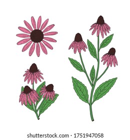 Echinacea purpurea herb. Purple flowers and leaves. Aurvedic and Medical  immunostimulant plant. Hand drawn vector sketch illustration isolated on white background.