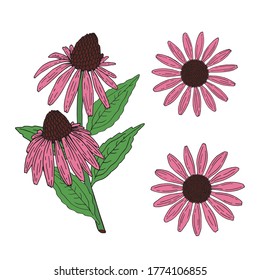 Echinacea purpurea herb. Purple flowers and leaves. Aurvedic and Medical  immunostimulant plant. Hand drawn vector sketch illustration isolated on white background.