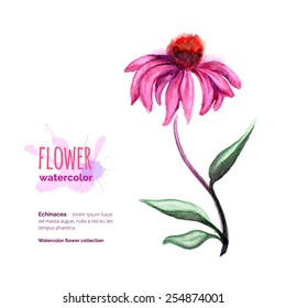 Echinacea Purpurea, officinal plant on white, hand painted watercolor cone flower, vector illustration