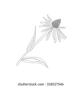 Echinacea purpurea on a white background