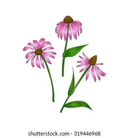 Echinacea purpurea on a white background