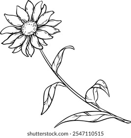 Echinacea Purpurea Plant Outline Illustration