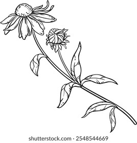 Echinacea Purpurea Plant Outline Illustration