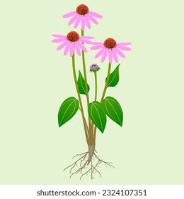 Echinacea purpurea plant with roots on a green background.