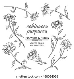 echinacea purpurea vector set