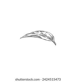 Echinacea in a round frame. Hand drawn vector illustration with space for text. Suitable for invitation label design templates in the health and beauty industry.