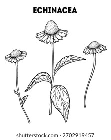 Ilustración de dibujo de Vector de equinácea. Boceto dibujado a mano. Boceto de planta medicinal de Antiguas