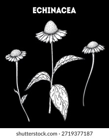 Echinacea, Vektorgrafik. Handgezeichnete Skizze. Vintage-Heilpflanzenskizze