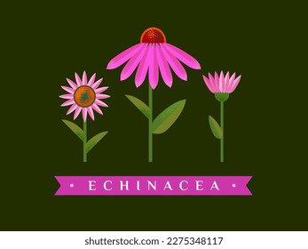 Dibujo vectorial de equinácea. Flor y hojas aisladas. Esbozo botánico detallado para té, cosméticos orgánicos, medicina, aromaterapia