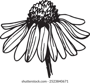 Echinacea vector drawing. Isolated flower and leaves.Botanical sketch for tea, organic cosmetic, medicine, aromatherapy. EPS 10