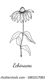 Echinacea vector drawing. Isolated medical flower and leaves. Herbal engraved style illustration. Botanical plant illustration.
