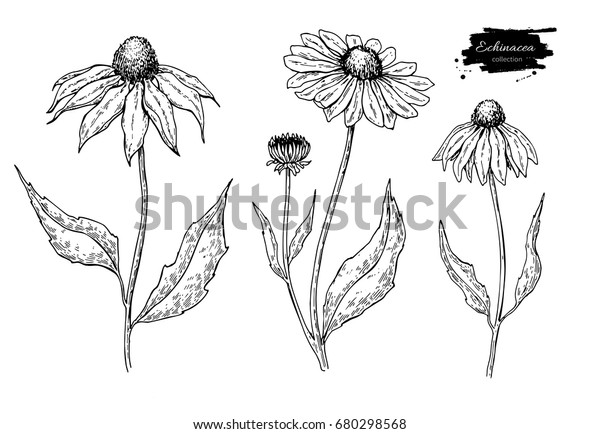 Echinacea Vector Drawing Set Isolated Purpurea Stock Vector (Royalty ...