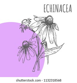Esbozo vectorial Echinacea hierba botánica especia para el aroma de Echinacea aceite esencial o paquete de té de hierbas