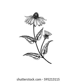 Echinacea vector. Wildflowers collection in outline style for natural, organic, health care products,aromatherapy. Flower lined isolated on a white background. Vector illustration.