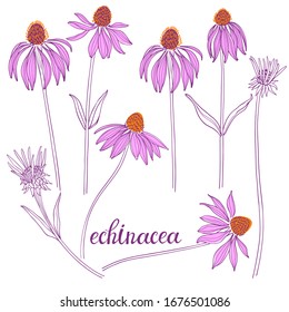 Echinacea.Sketch.Hand drawn outline vector illustration, isolated floral elements for design on white background.