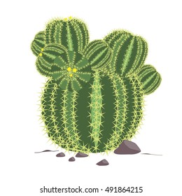 Echinocactus grusonii isolated vector. Cactus illustration