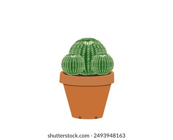 Echinocactus grusonii on a white background.